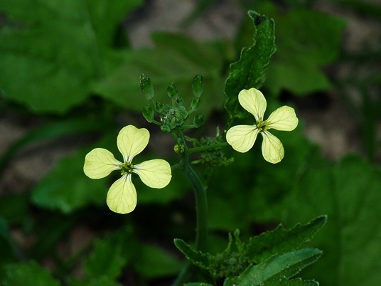 {Raphanus raphanistrum}